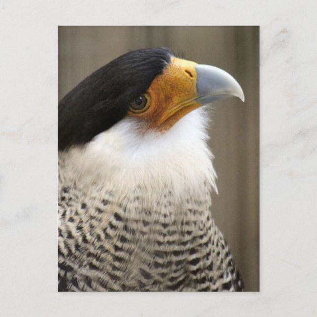 Carte Postale Photo d'oiseau de Caracara en cage (Devant)