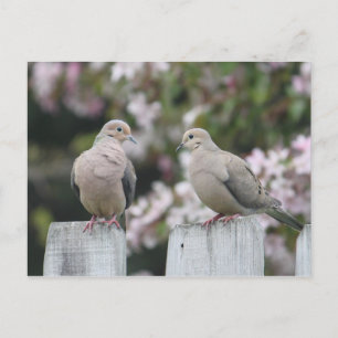 Carte Postale Photo Doves en deuil