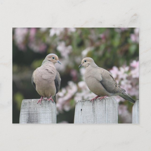 Carte Postale Photo Doves en deuil (Devant)