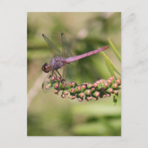 Carte postale Photo Dragonfly
