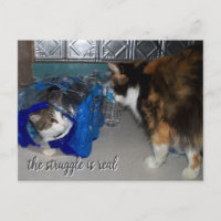 Photo drôle de deux chats "un vrai combat"
