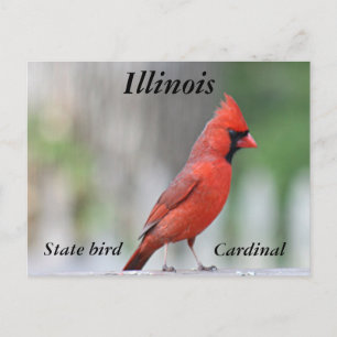 Carte Postale Photo du Cardinal du Nord