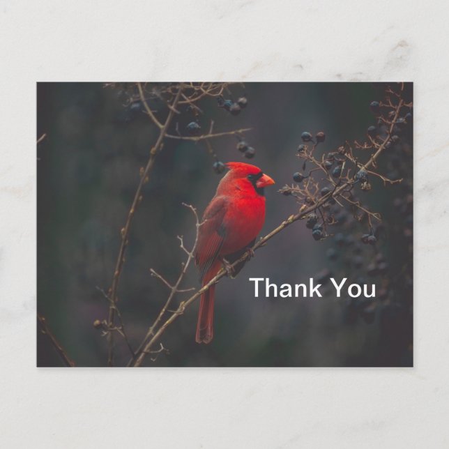 Carte Postale Photo du cardinal rouge de la faune (Devant)