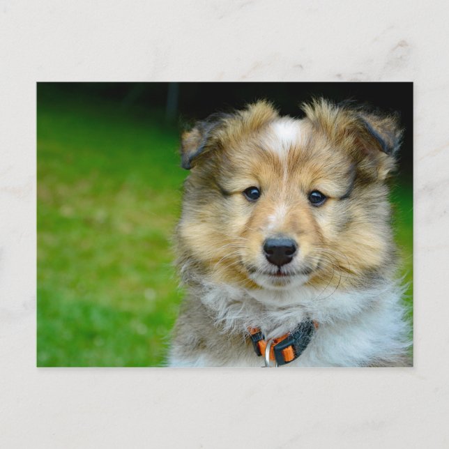 Carte Postale Photo du chien de mouton de Cute Shetland (Devant)
