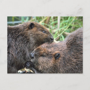 Carte Postale Photo du Grooming des castors