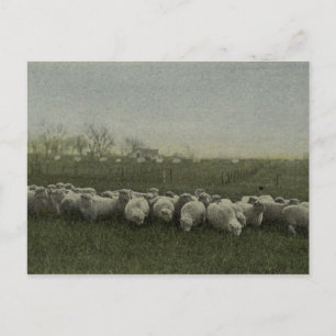 Carte Postale photo du pâturage de moutons 1918