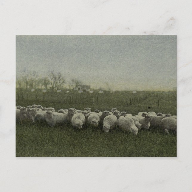 Carte Postale photo du pâturage de moutons 1918 (Devant)