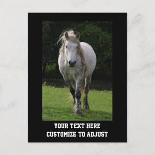 Carte Postale Photo du poney de Cute