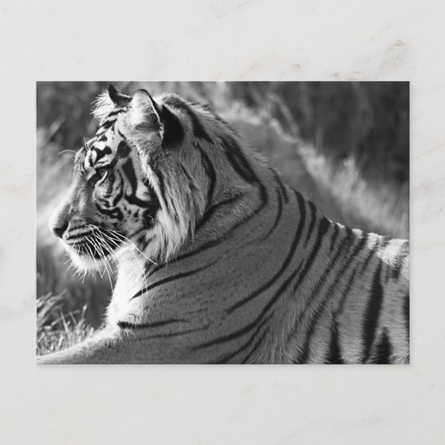 Carte Postale Photo du profil du tigre B&W (Devant)