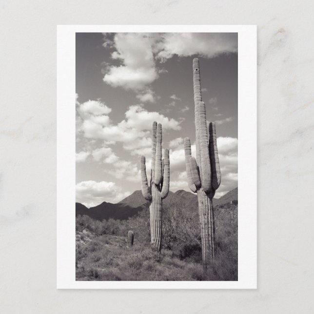Carte postale Photo du Saguaro Cactus Sonora Deser (Devant)