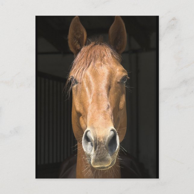 Carte Postale Photo du visage du cheval (Devant)