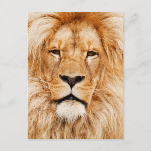 Carte Postale Photo du visage du lion
