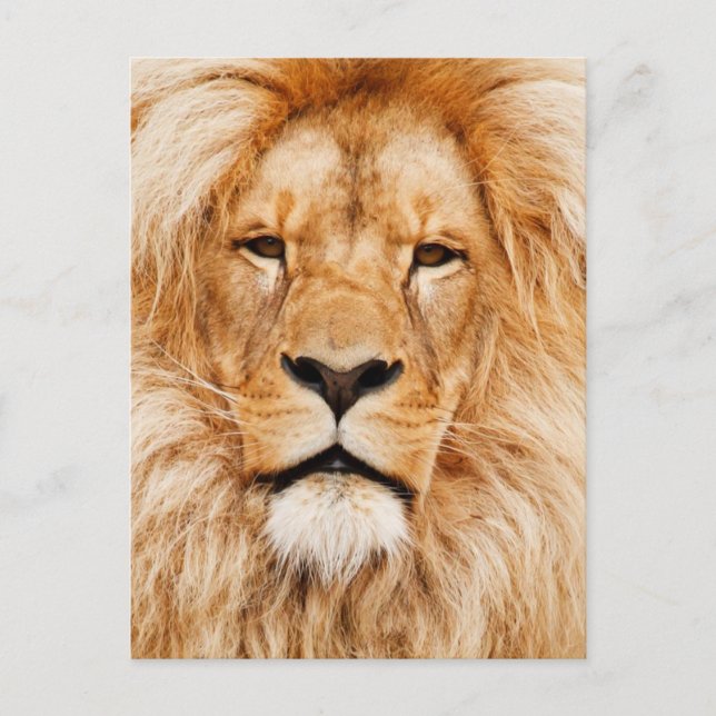 Carte Postale Photo du visage du lion (Devant)