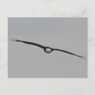 Carte Postale Photo d'un aigle que j'ai pris à Dubuque, Iowa