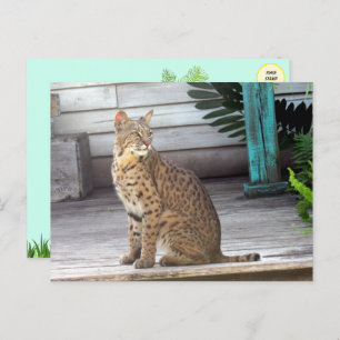Carte Postale Photo d'un Bobcat de Floride