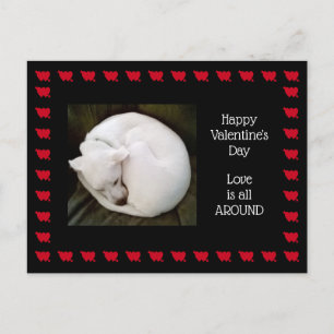 Carte Postale Photo d'un chien blanc mignon roulé comme un chat