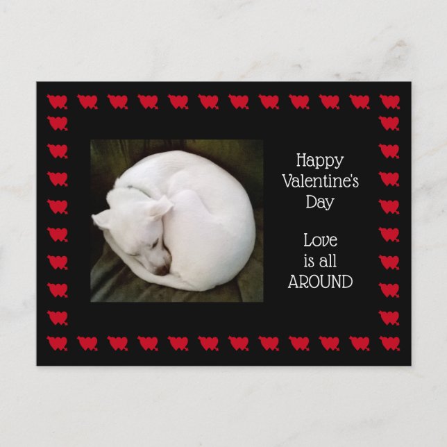 Carte Postale Photo d'un chien blanc mignon roulé comme un chat (Devant)