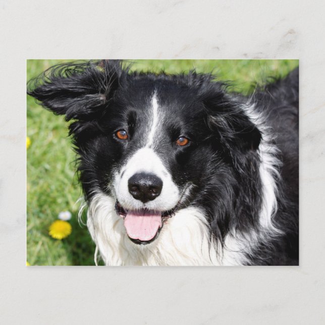 Carte Postale Photo d'un chien heureux (Devant)