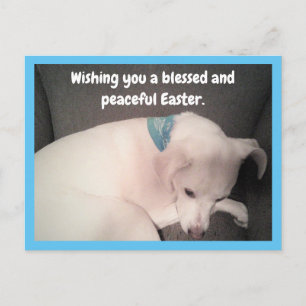 Carte Postale Photo d'un chien mignon se reposant paisiblement P
