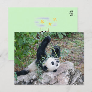 Carte Postale Photo d'un panda géant