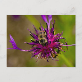 Carte Postale Photo d'une belle fleur violette avec abeille
