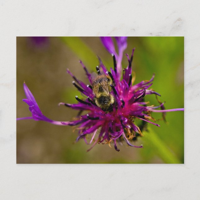 Carte Postale Photo d'une belle fleur violette avec abeille (Devant)