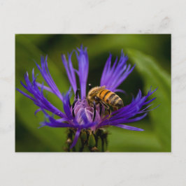Carte Postale Photo d'une belle fleur violette avec abeille