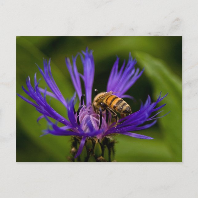Carte Postale Photo d'une belle fleur violette avec abeille (Devant)