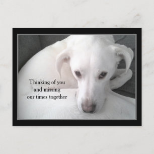 Carte Postale Photo d'Unique White Labrador Retriever Mix Chien 