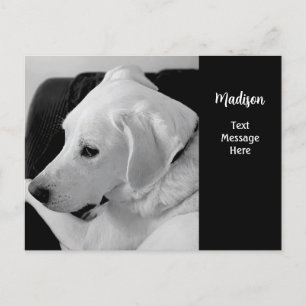 Carte Postale Photo en noir et blanc d'un beau chien blanc