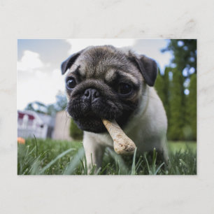 Carte Postale Photo et nom personnalisé du chien de Carlin