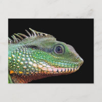 Photo Faune Iguana