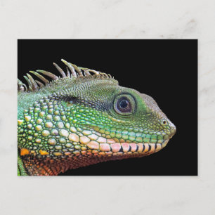 Carte Postale Photo Faune Iguana
