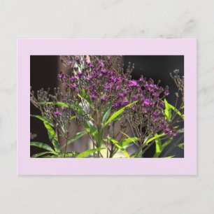 Carte postale photo Fleur sauvage violette