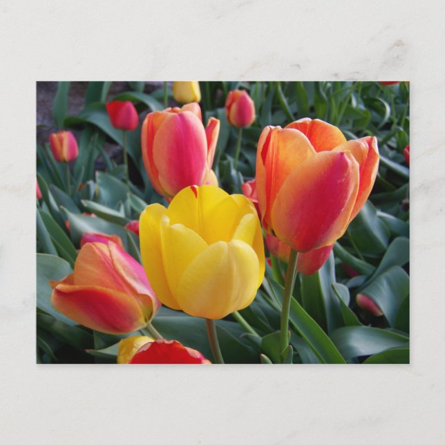 Carte Postale Photo floral de tulipes jaunes et rouges (Devant)
