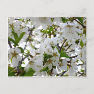 Carte Postale Photo florale blanche arbre à écoulement blanc