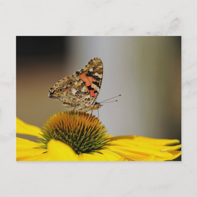 Carte Postale Photo florale jaune papillon (Devant)