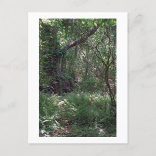Carte postale photo Forêt Primordial Personnalisée