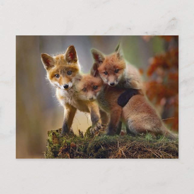 Carte Postale Photo Fox Kits (Devant)