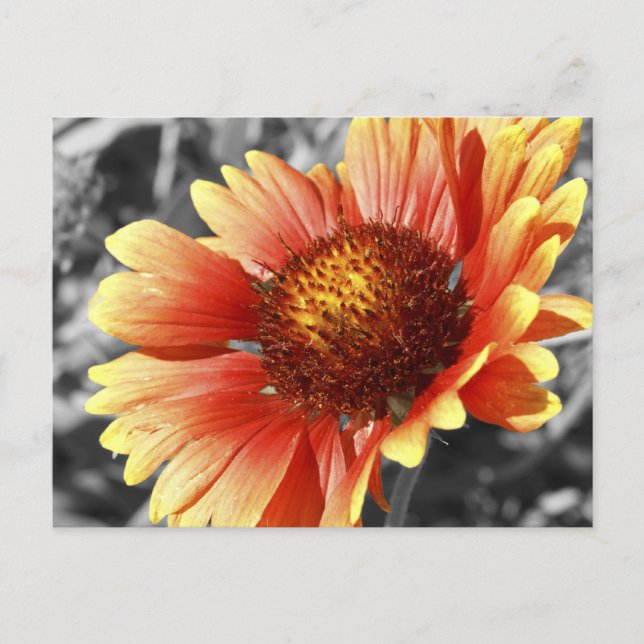 Carte Postale Photo Gaillardia Dentée Au Soleil Pour N'Importe Q (Devant)