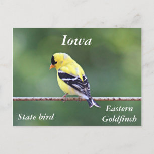 Carte Postale photo goldfinch américaine