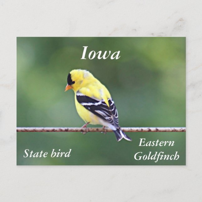 Carte Postale photo goldfinch américaine (Devant)