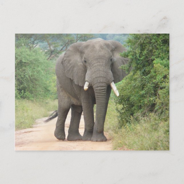 Carte Postale Photo grand éléphant (Devant)