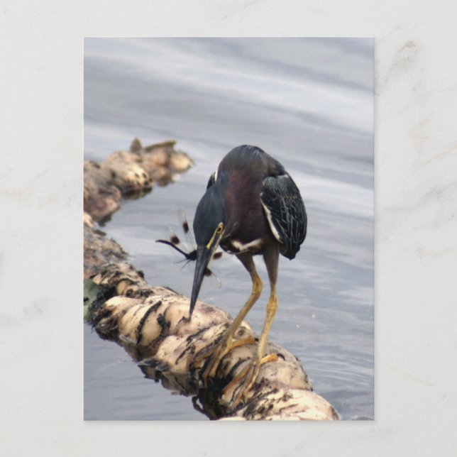 Carte postale photo Green Heron (Devant)