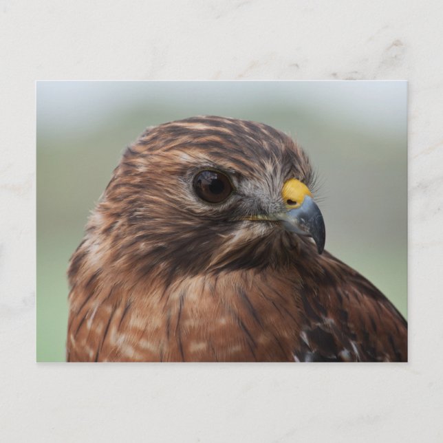Carte postale photo Hawk à épaulettes rouges (Devant)