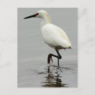 Carte Postale Photo Heron