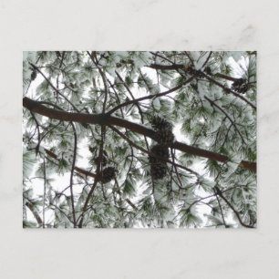 Carte Postale Photo hivernale sous le pin couvert de neige