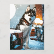 Photo Huskey Pet Dog