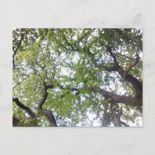 Carte Postale Photo Into the Tree Canopy