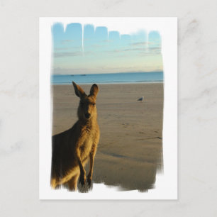 Carte postale photo Kangaroo